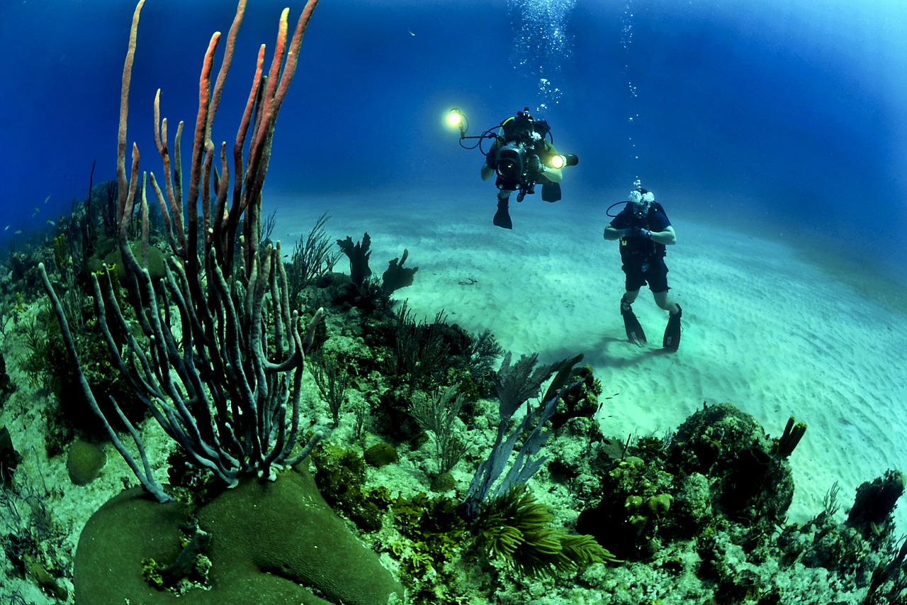 divers scuba reef free photo