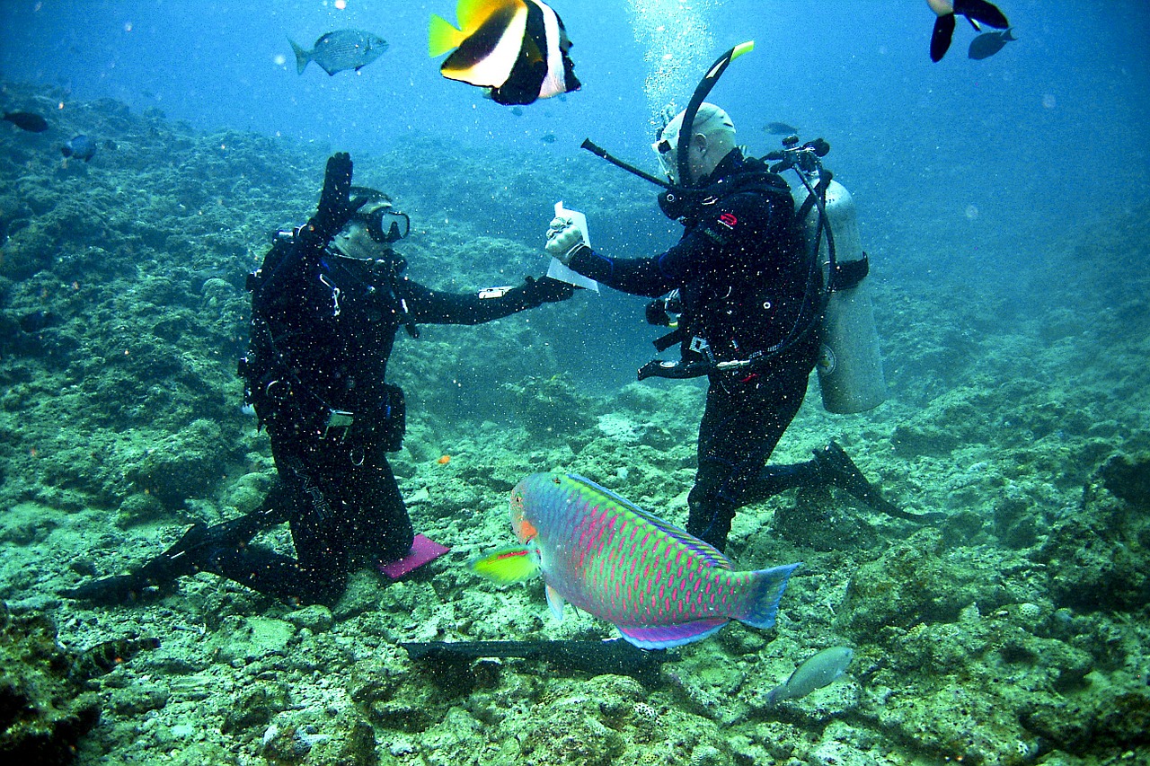 divers scuba reef free photo