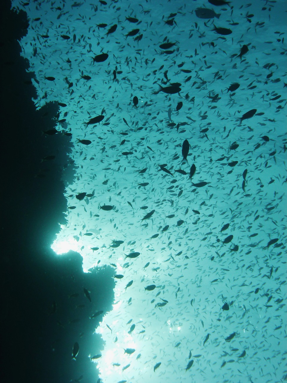 diving underwater fish free photo