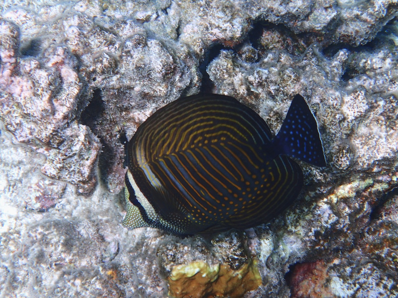 diving underwater world exotic fish free photo