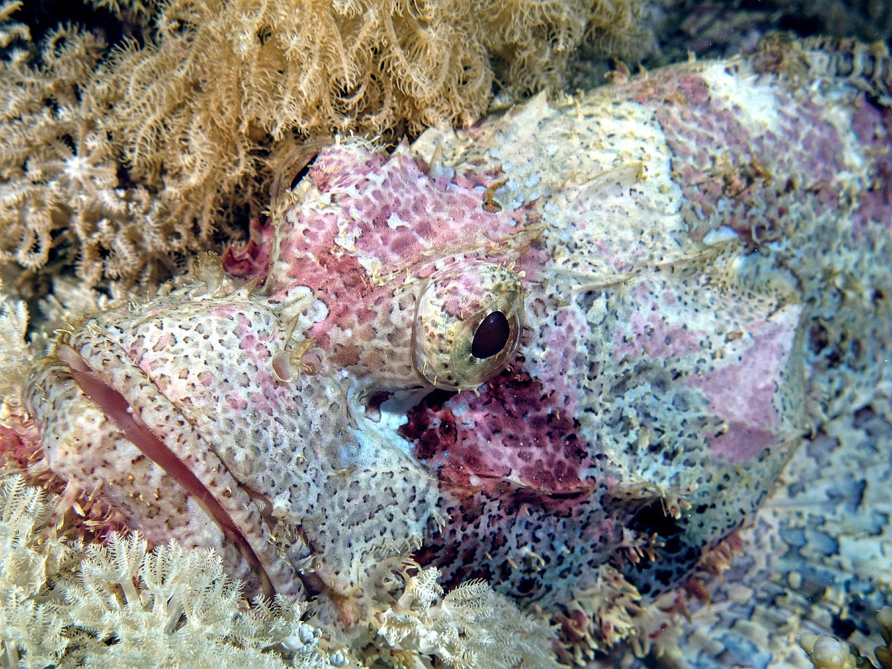 diving dragon's head underwater free photo