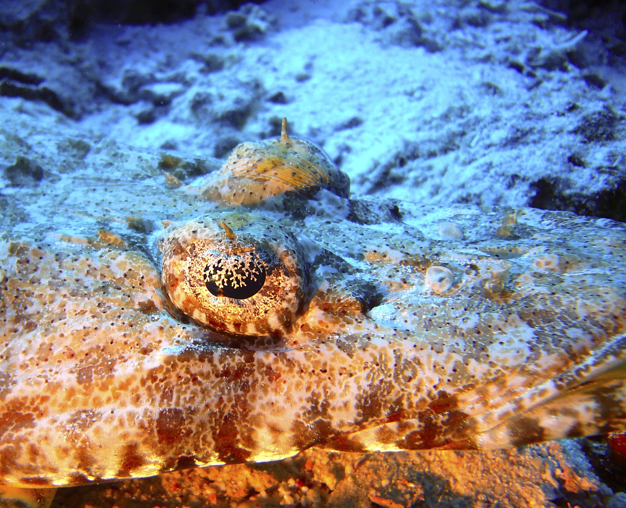 crocodile fish diving underwater free photo