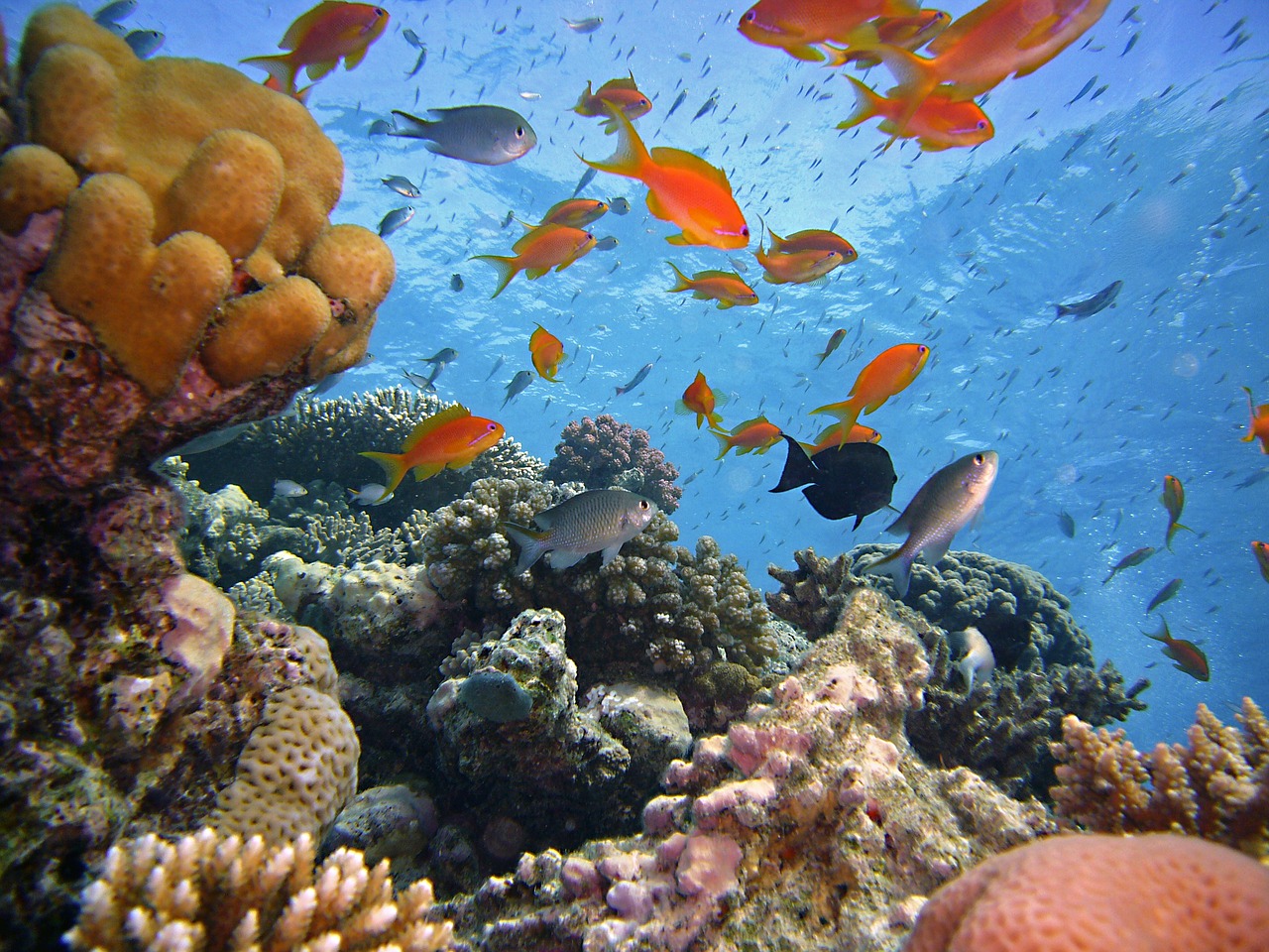 diving underwater reef free photo