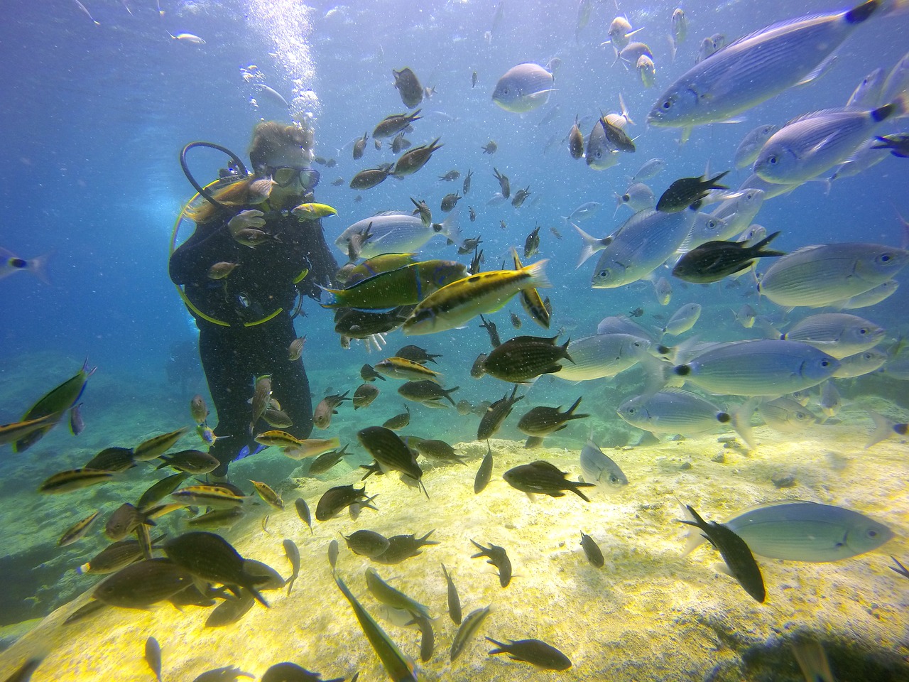 diving sea fish free photo