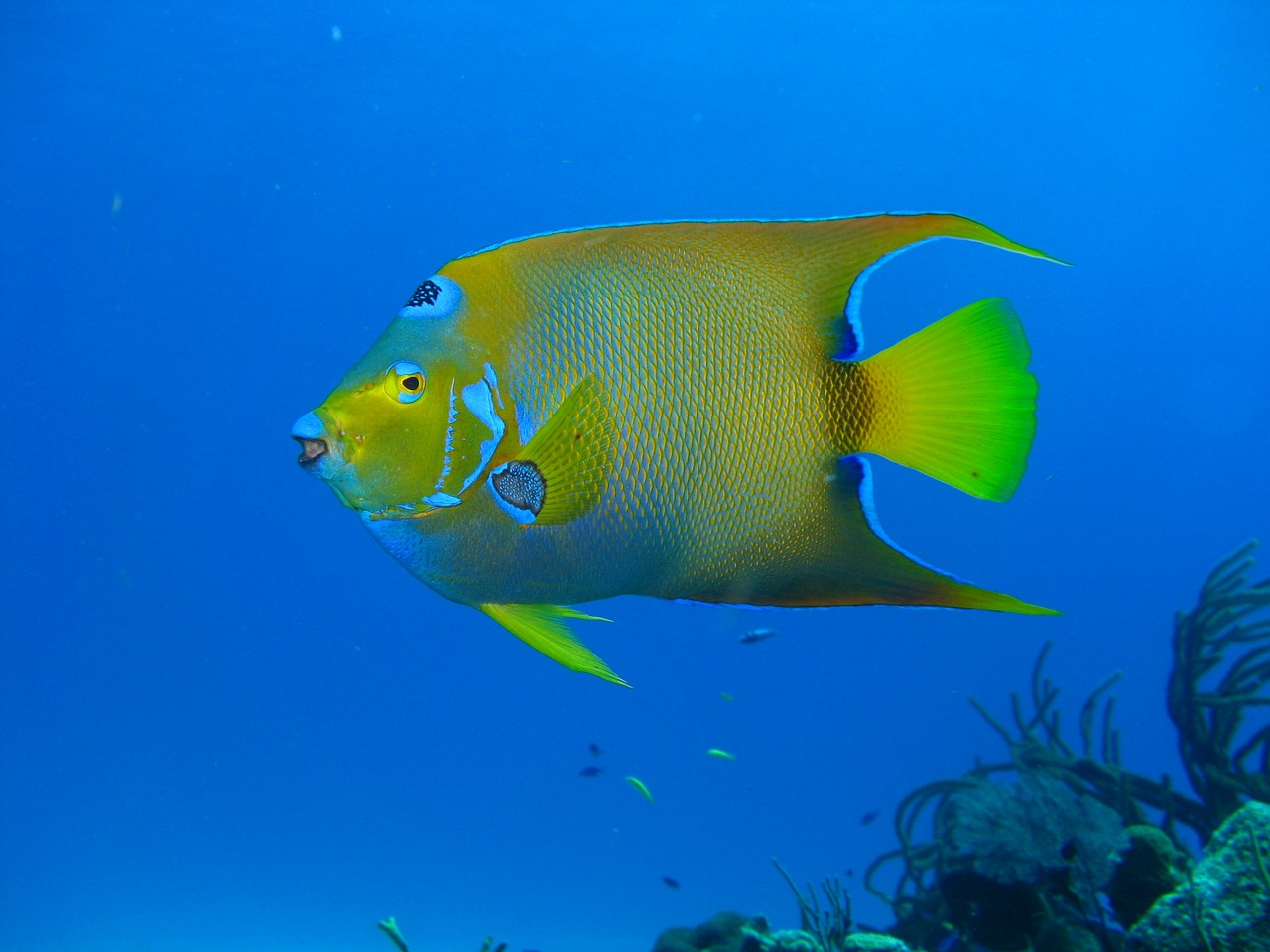 diving ocean coral free photo