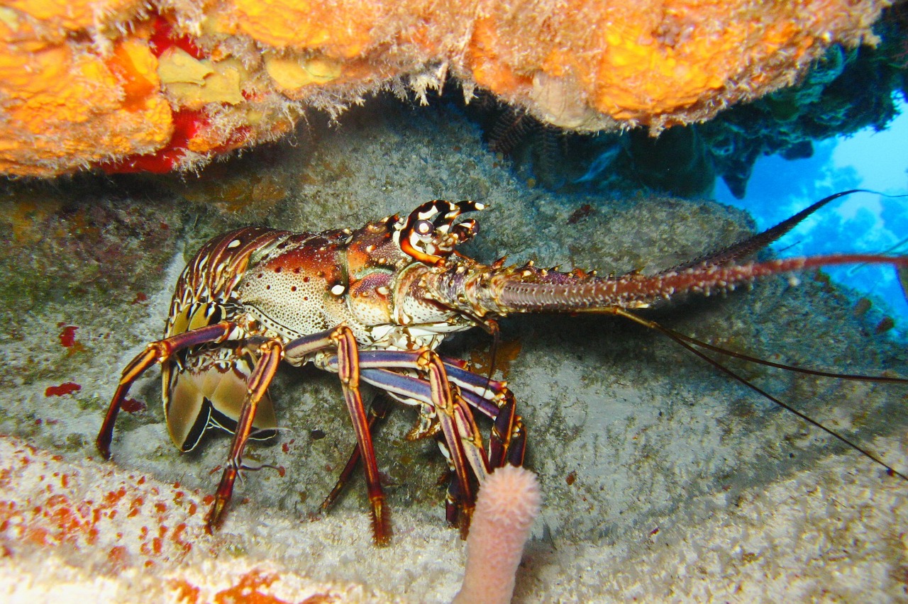 diving ocean coral free photo