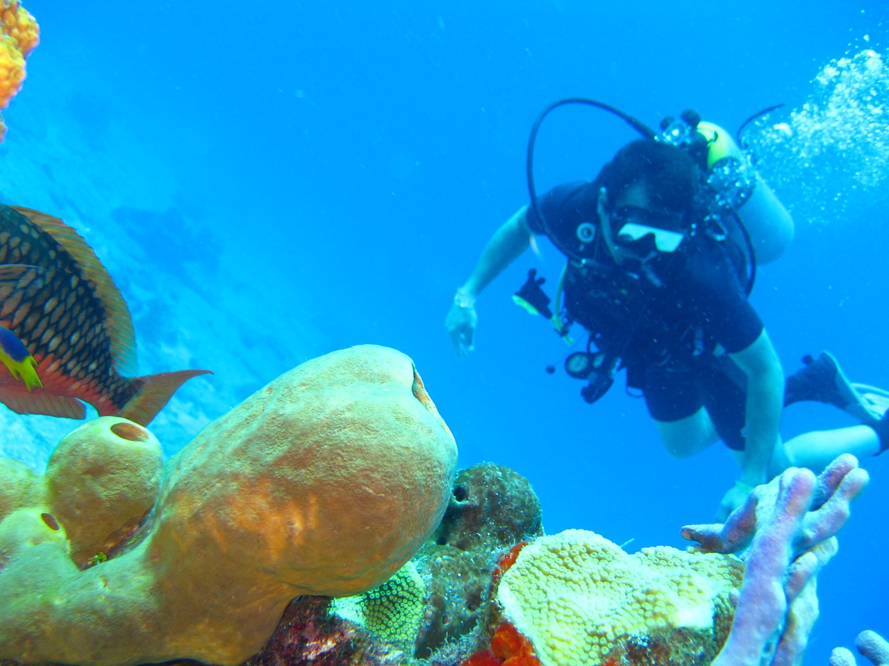 diving ocean coral free photo