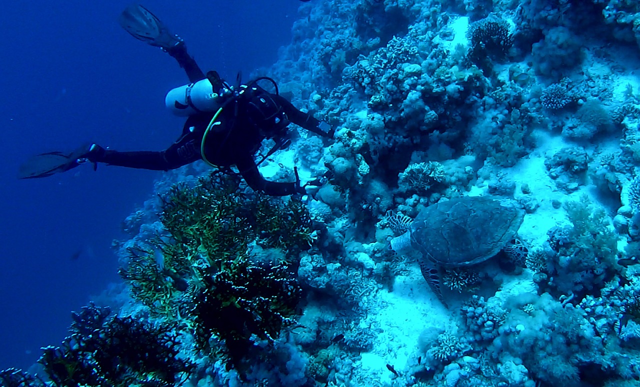 diving reef underwater world free photo