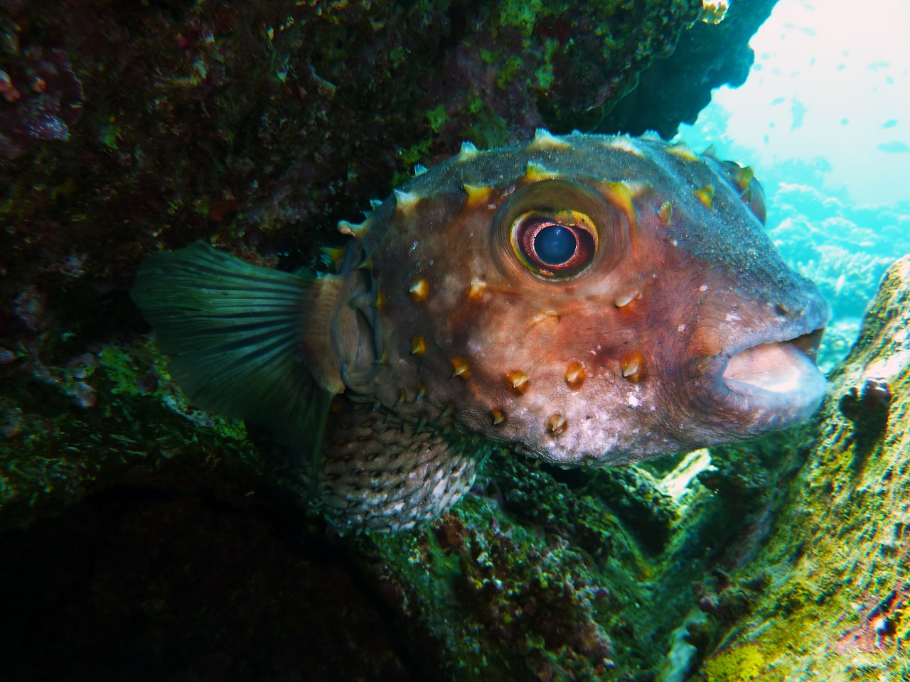 diving underwater water free photo