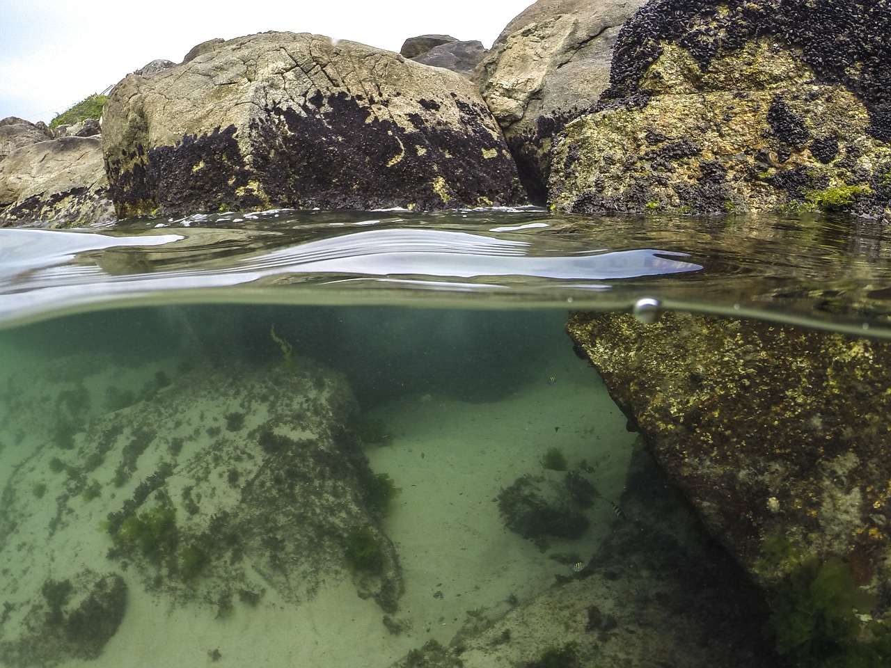 diving beach mar free photo