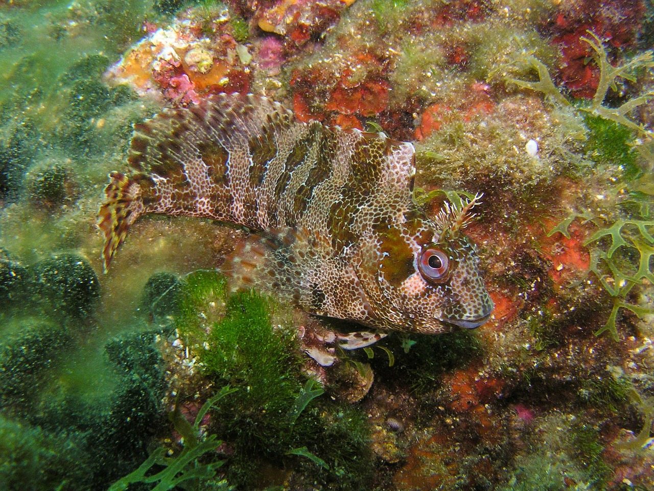 diving underwater fish free photo