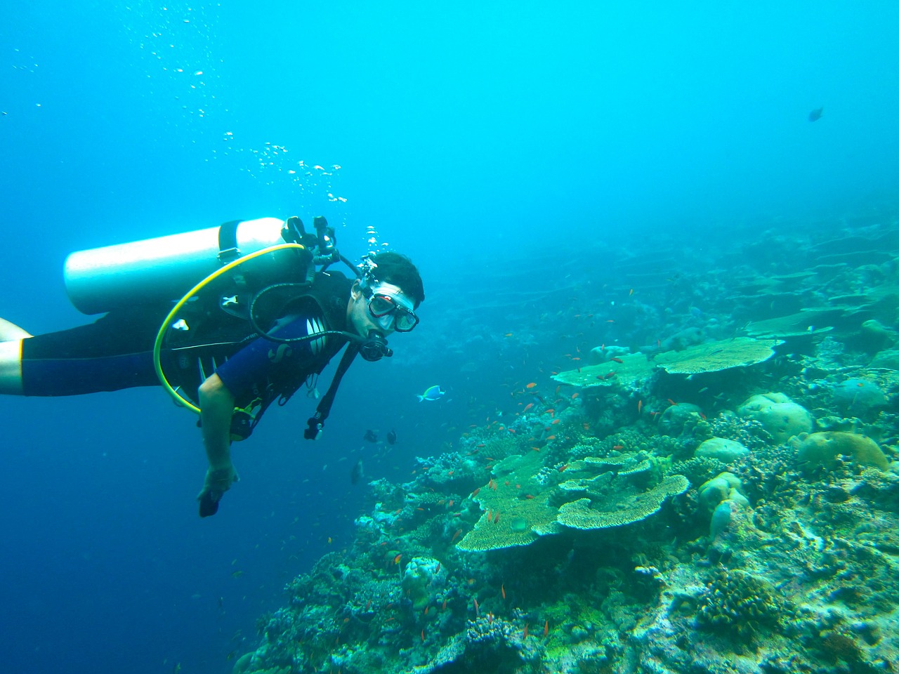 diving maldives sea free photo