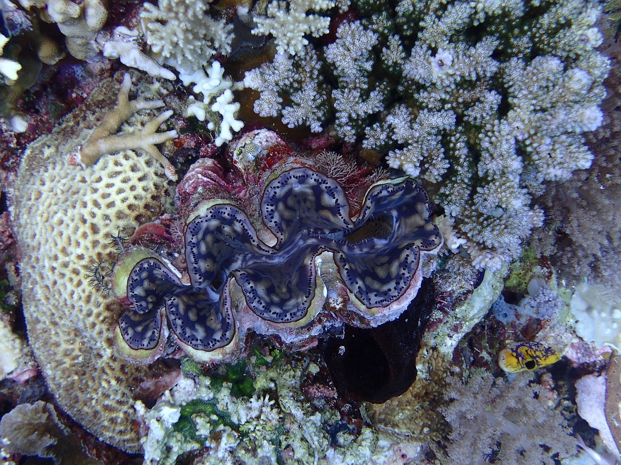 diving coral giant clam free photo