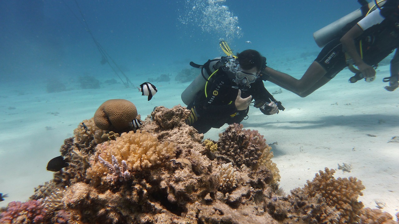diving fish underwater free photo