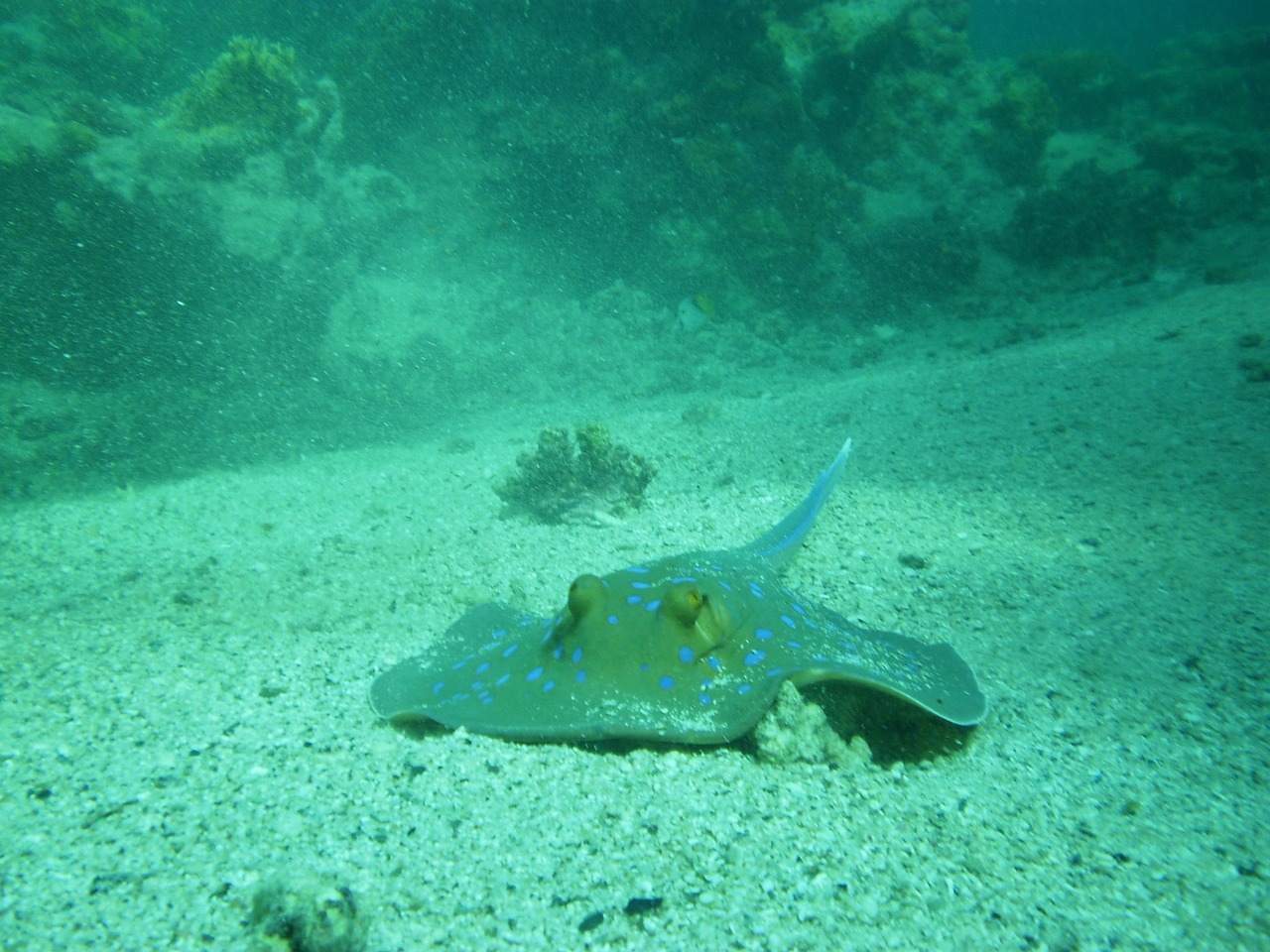diving ray sea free photo