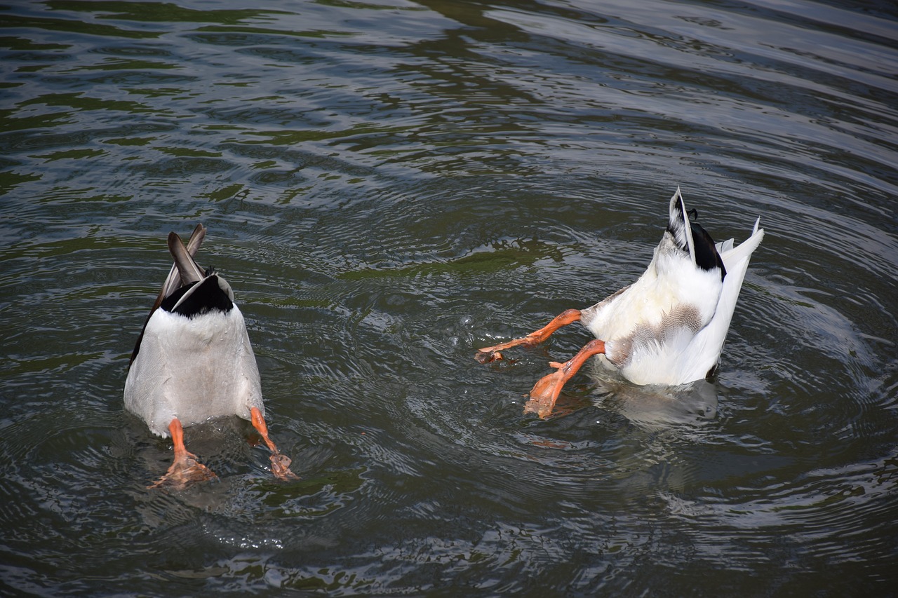 diving  duck  water free photo