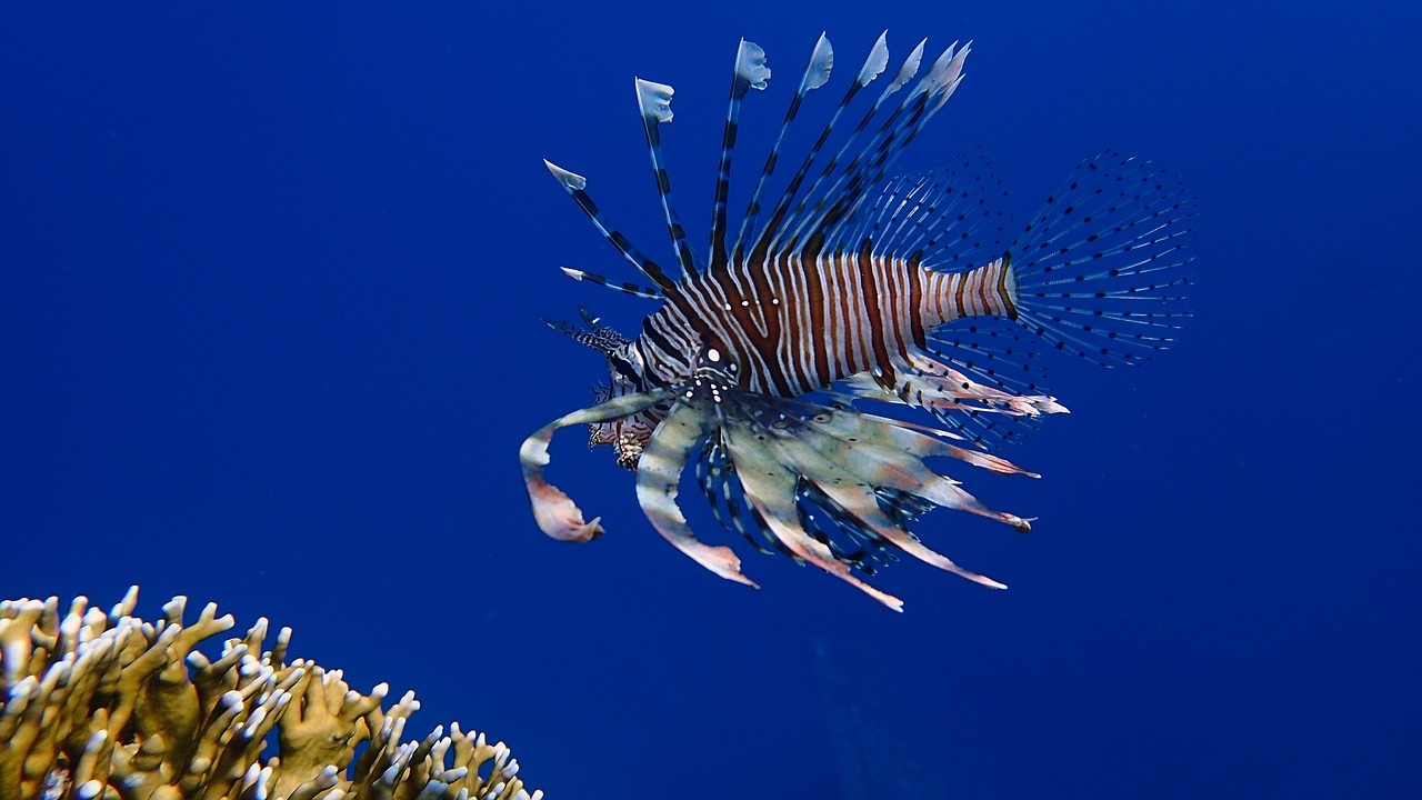 diving  underwater  water free photo