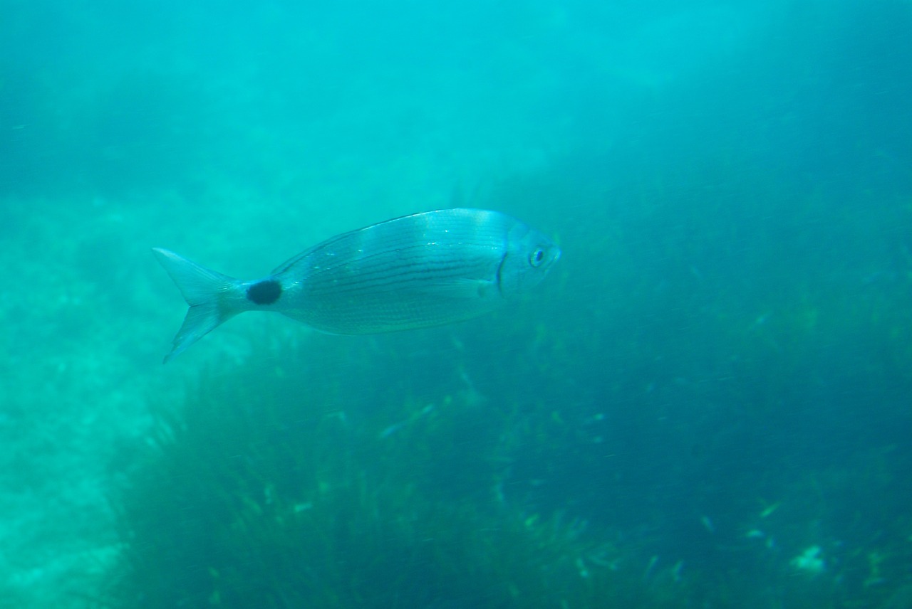 diving seabed fish free photo