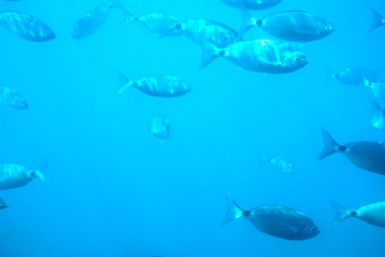 diving seabed fish free photo