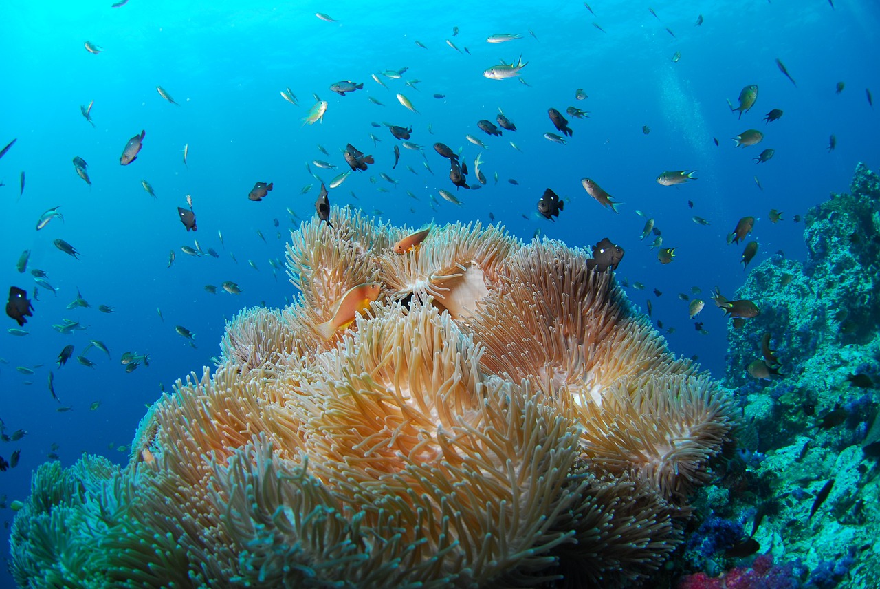 diving underwater sea free photo