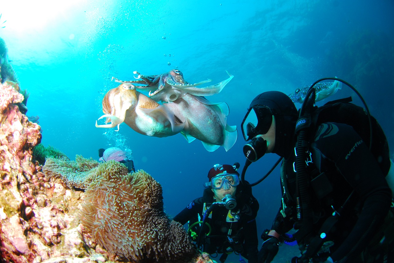 diving underwater sea free photo
