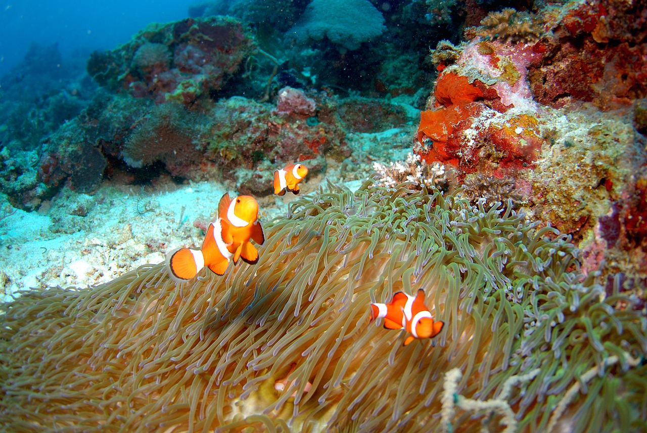 diving underwater sea free photo