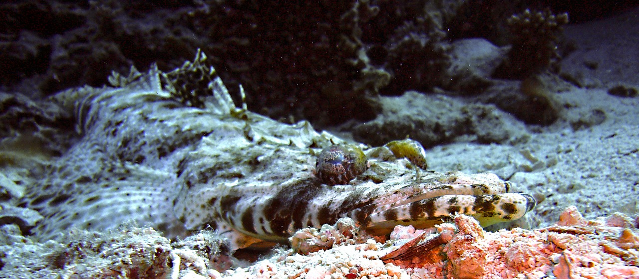 diving underwater crocodile fish free photo