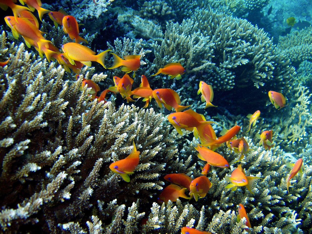 diving underwater banners harsh free photo