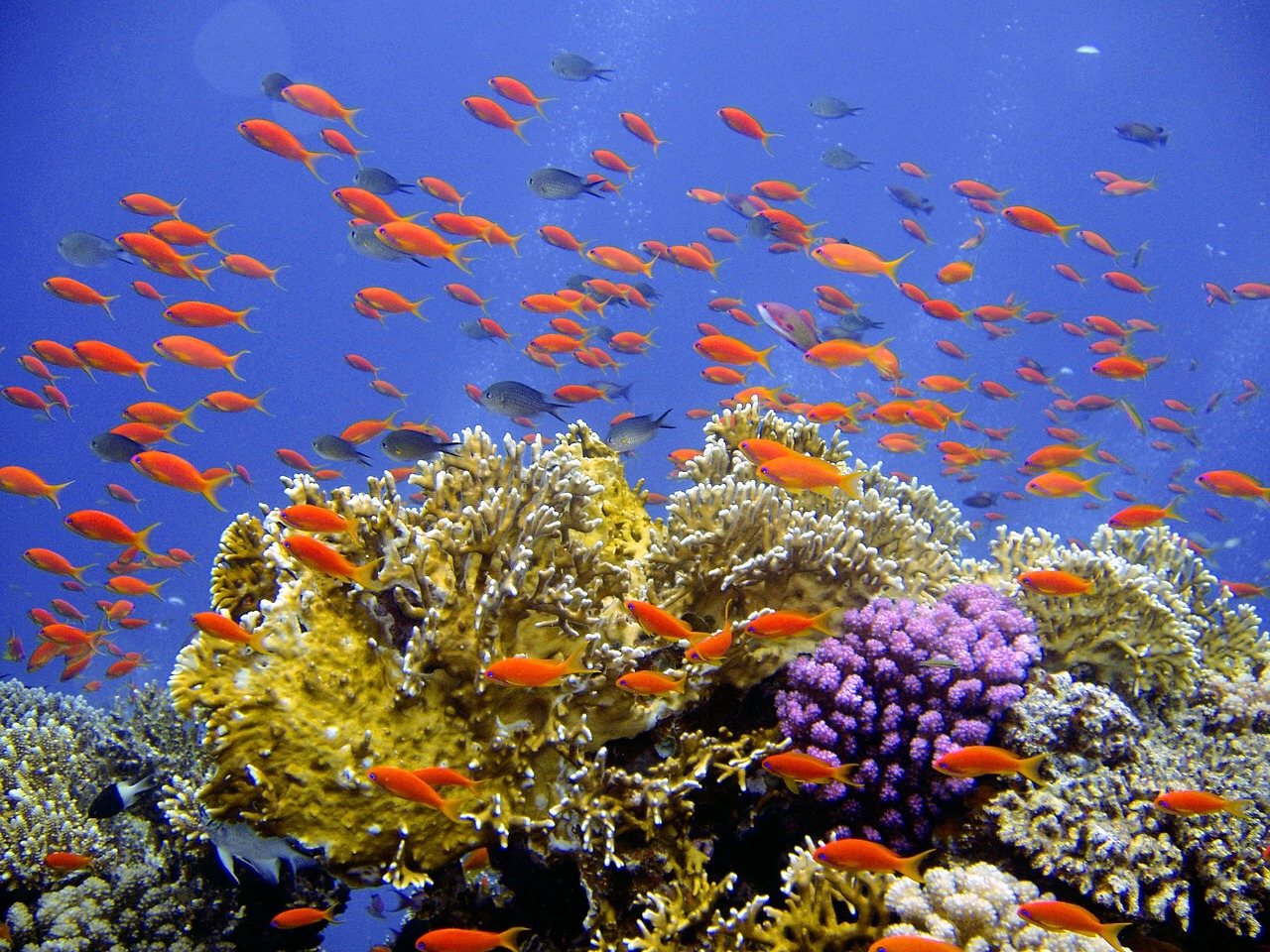 diving underwater reef free photo