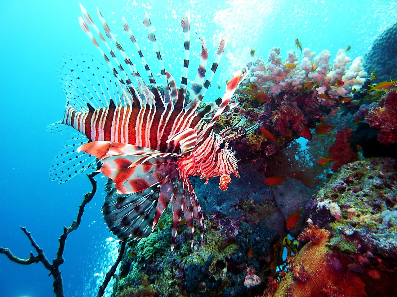 diving underwater red fire fish free photo