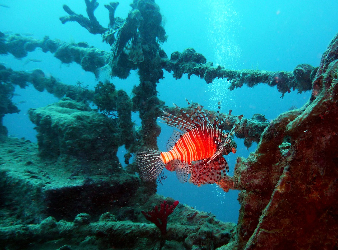 diving underwater red fire fish free photo