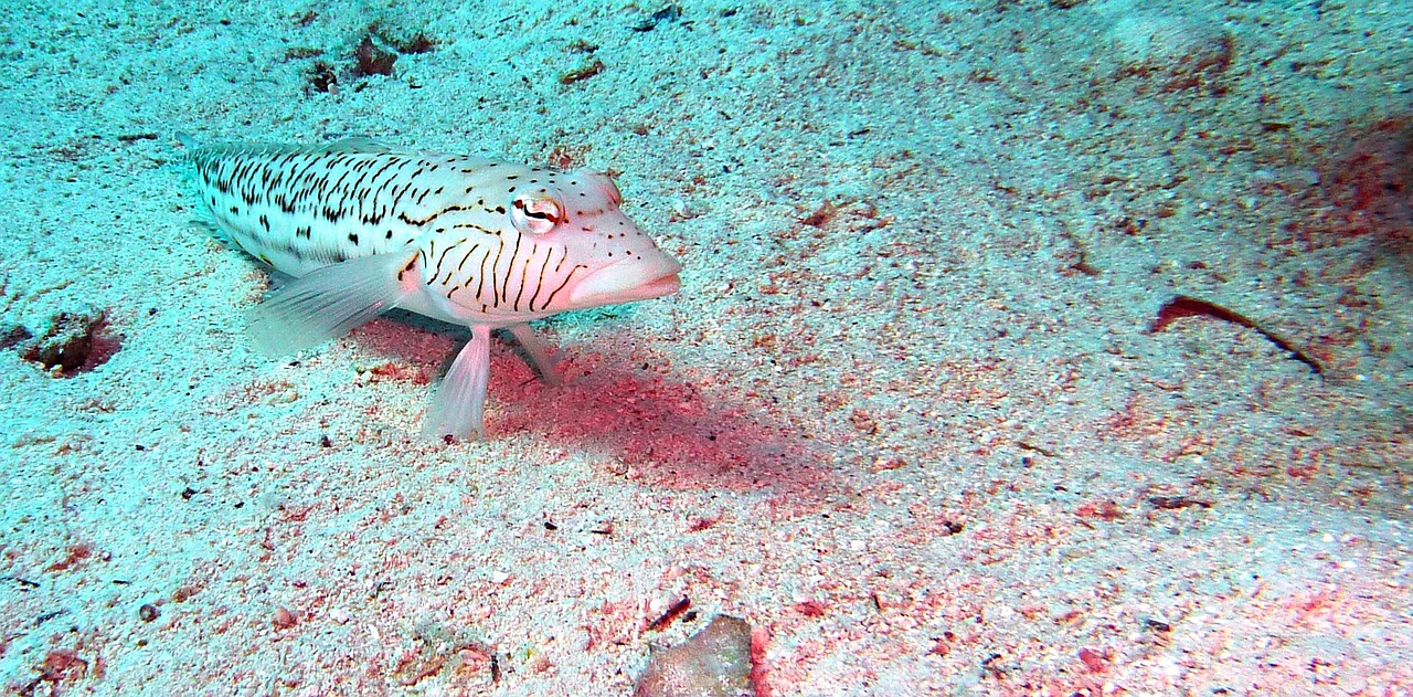 diving underwater fish free photo