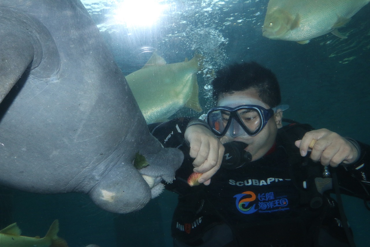 diving underwater marine free photo