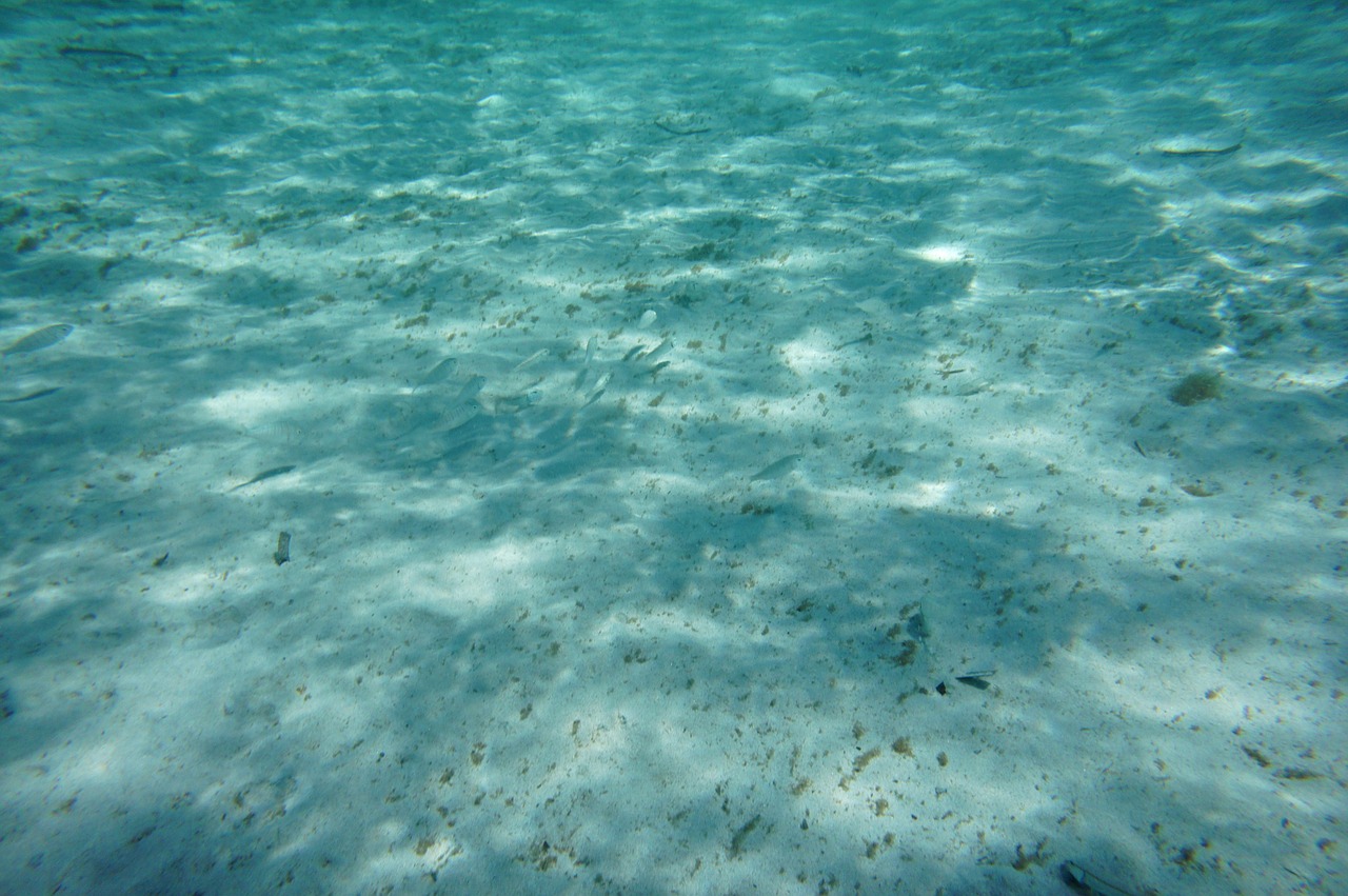 diving sea underwater free photo