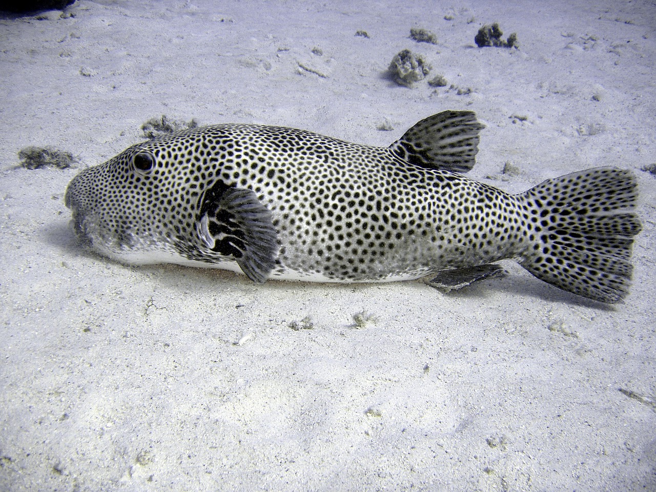 diving underwater water free photo