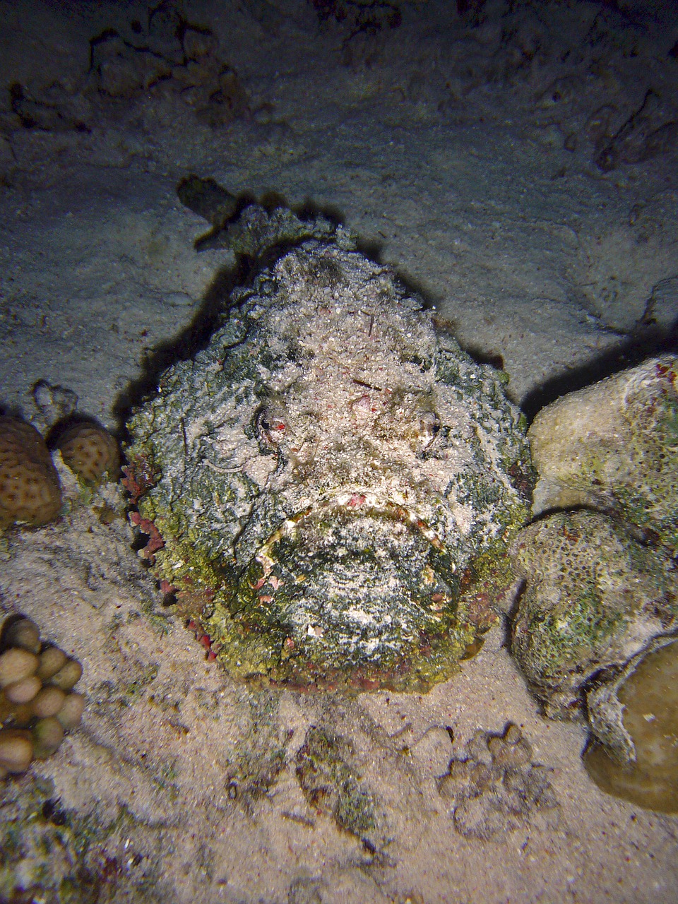 diving underwater water free photo