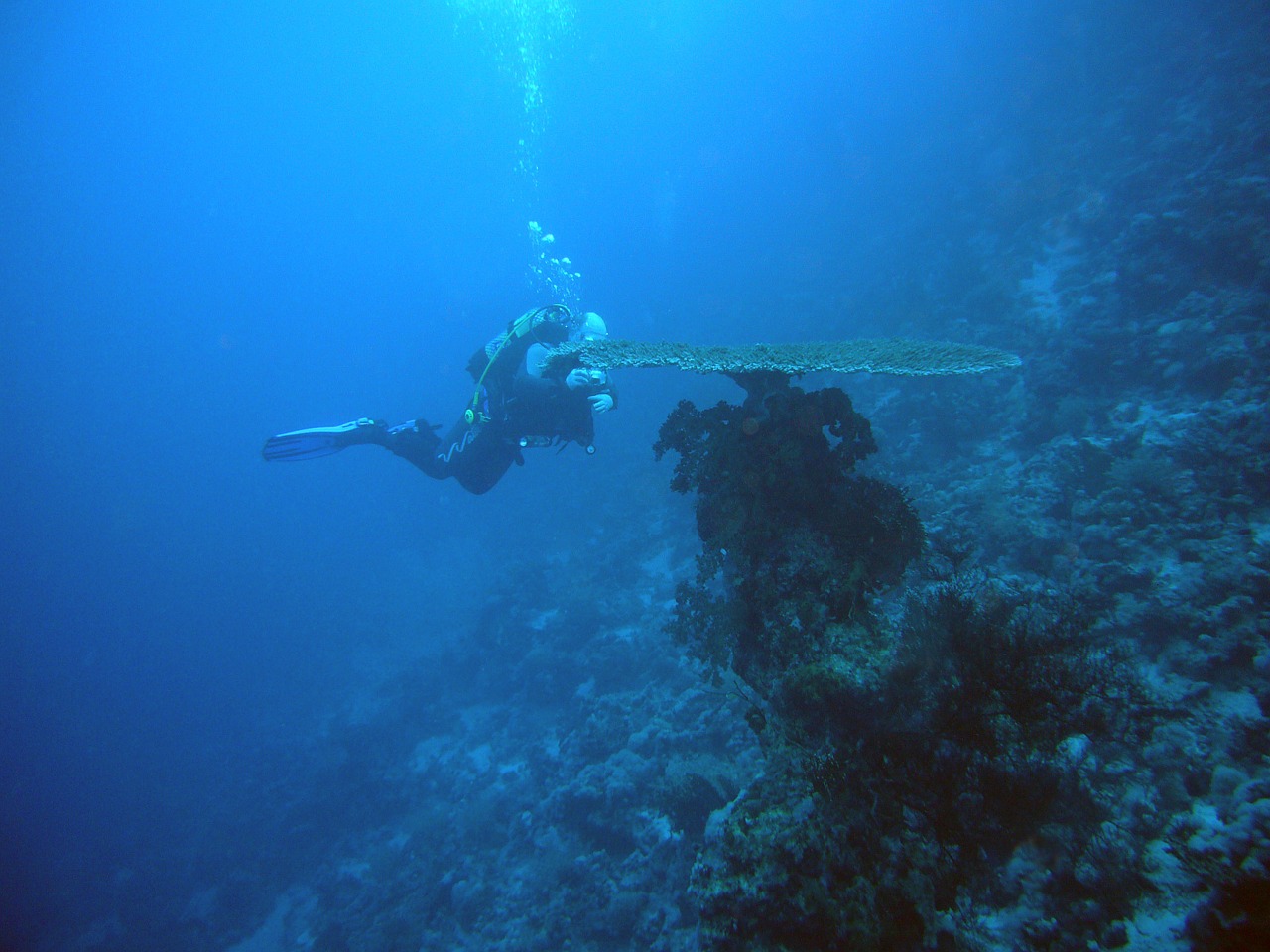 diving underwater water free photo