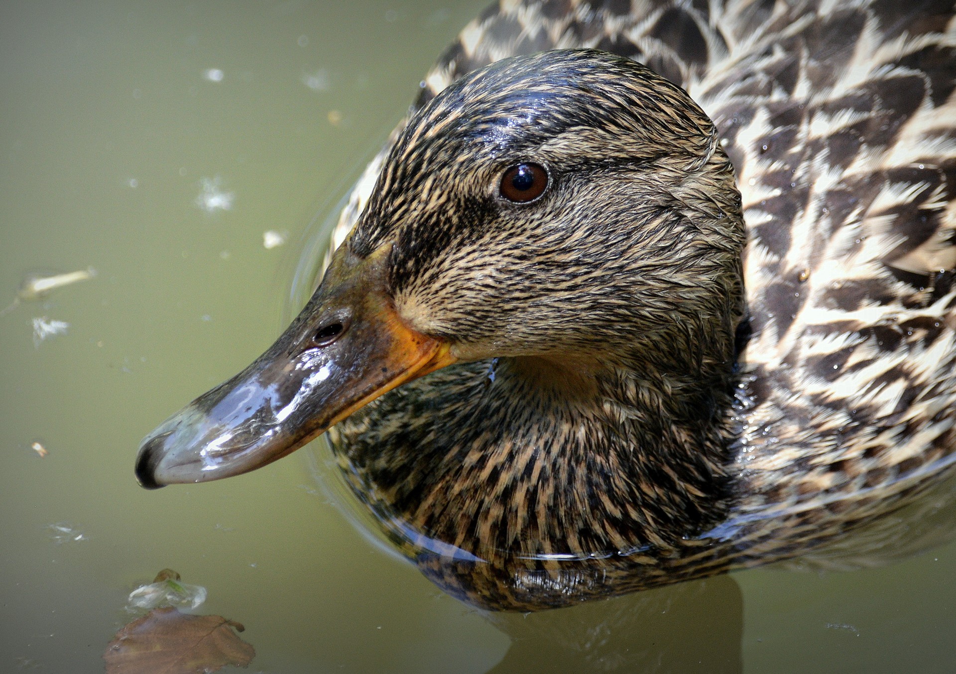 duck wild females free photo