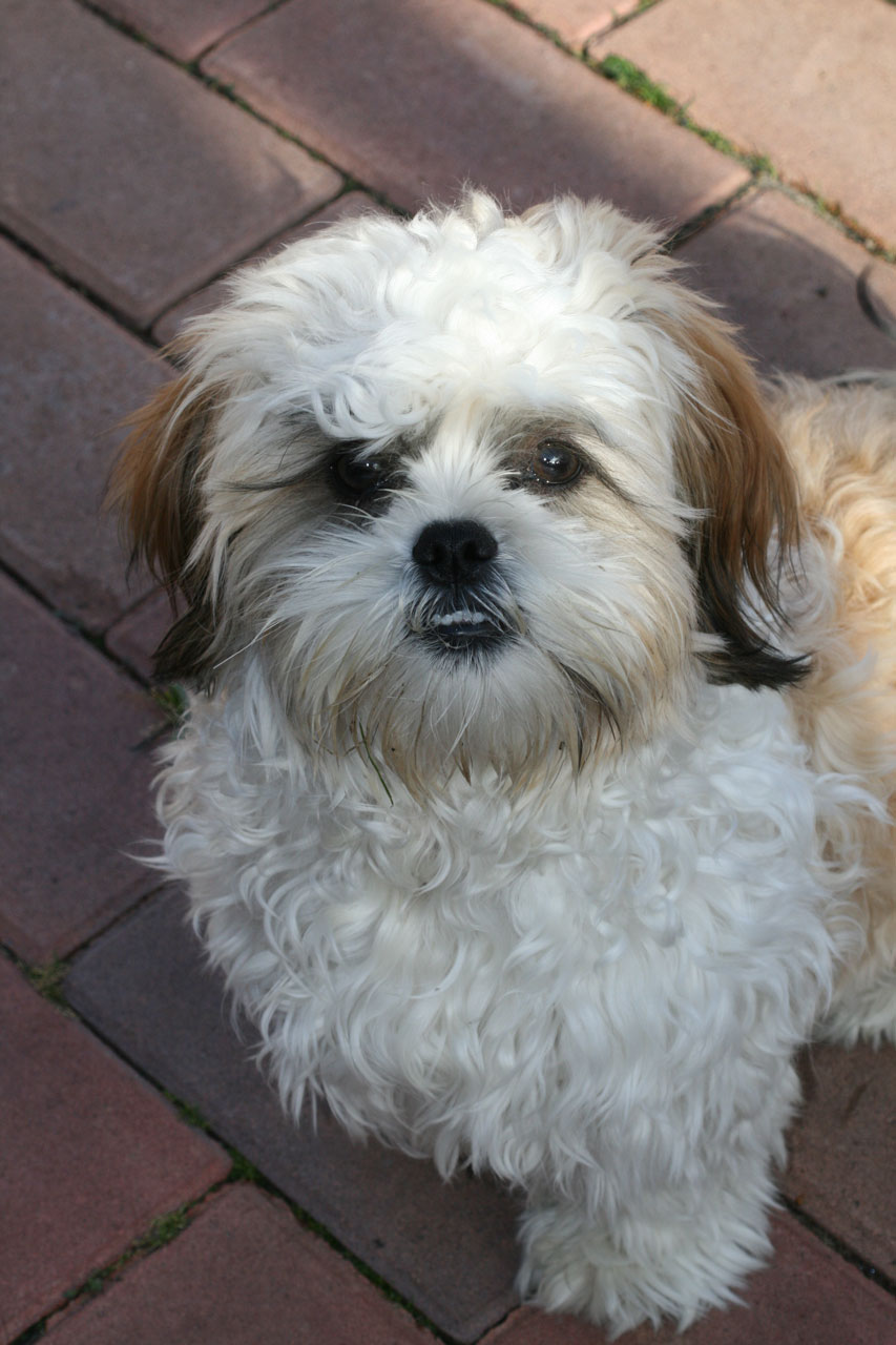 shih tzu puppy free photo