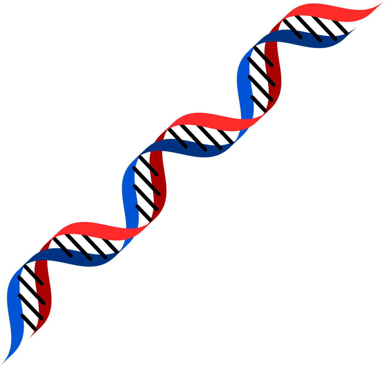 dna red blue free photo