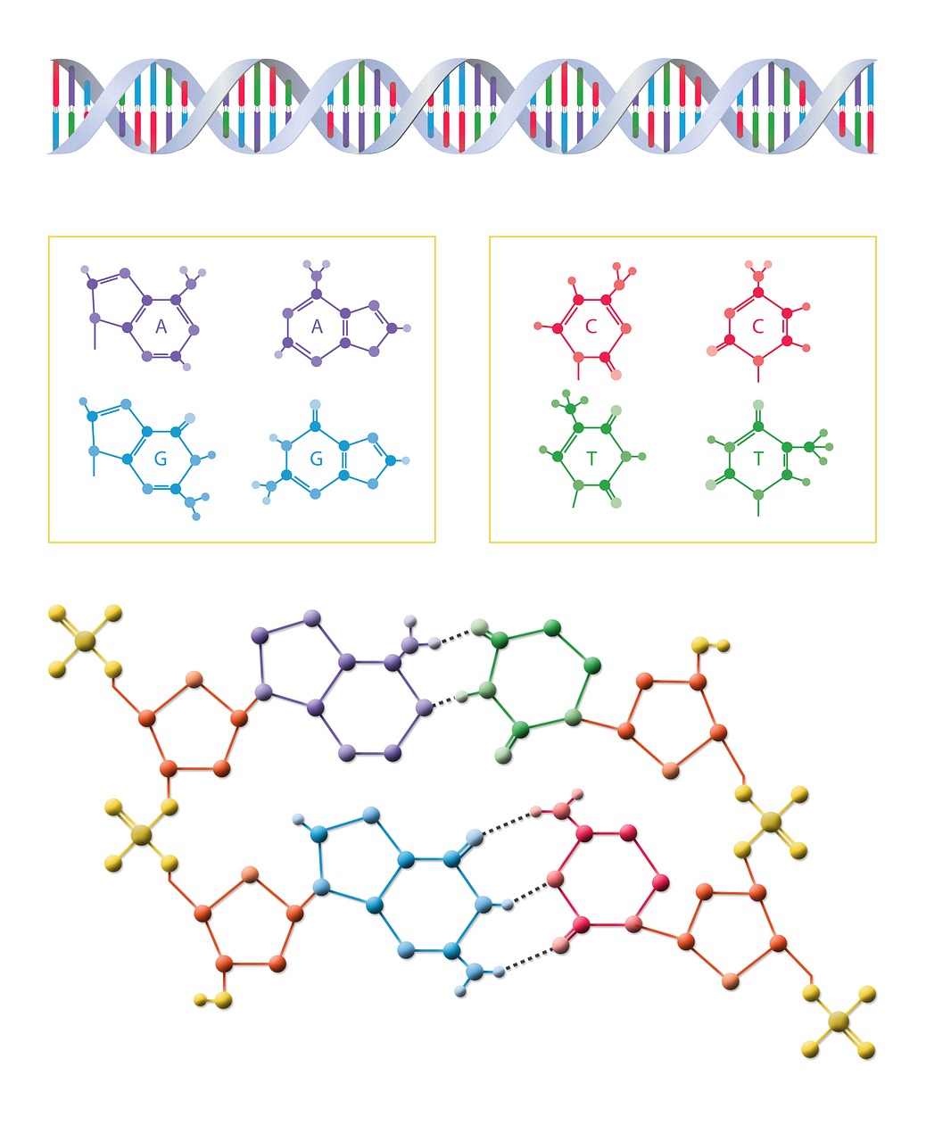 dna biology science free photo