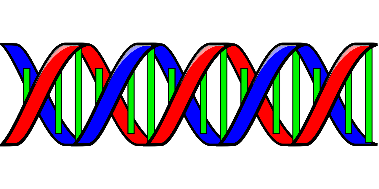 dna genetic code double helix free photo