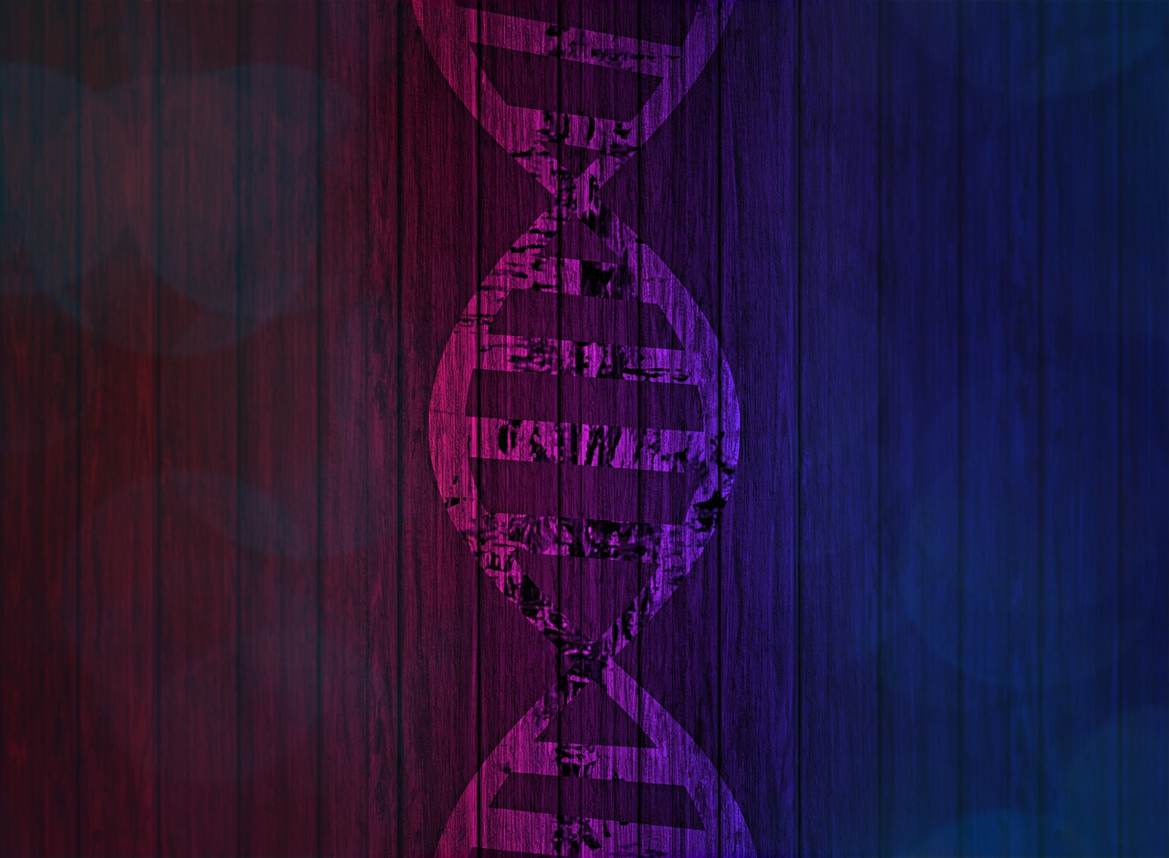 dna deoxyribonucleic acid genetic information free photo