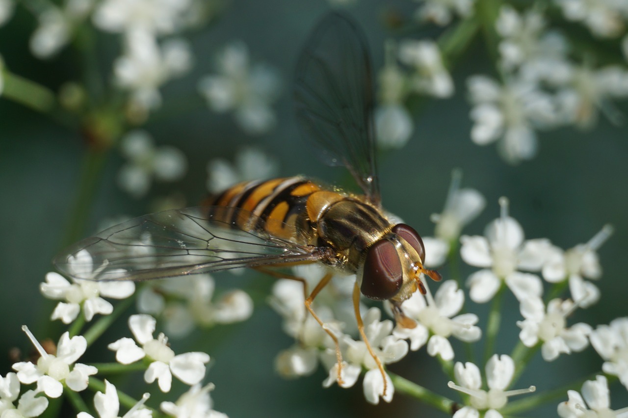 hoverfly episyrphus balteatus insect free photo