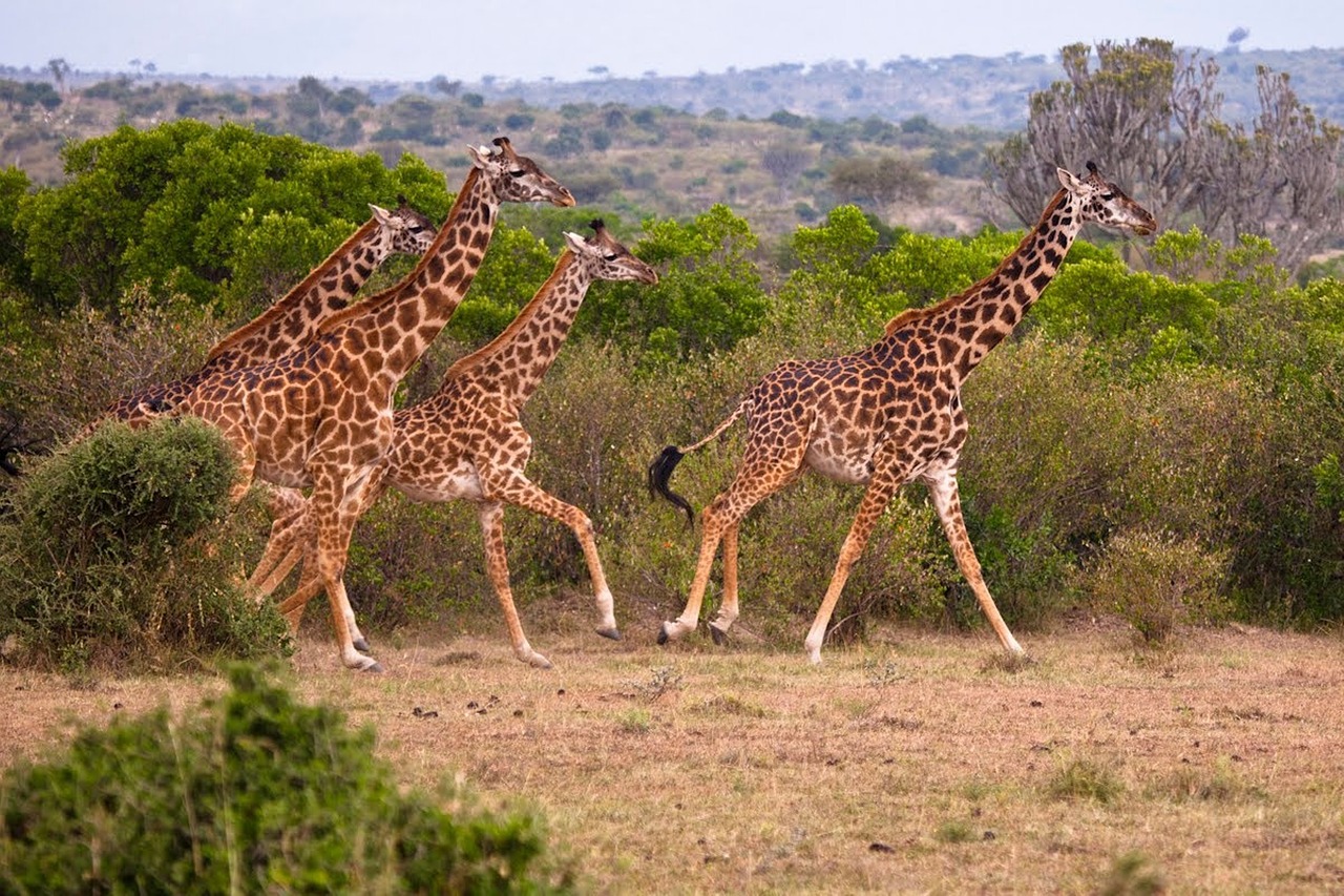 do giraffe  animal  kenya free photo