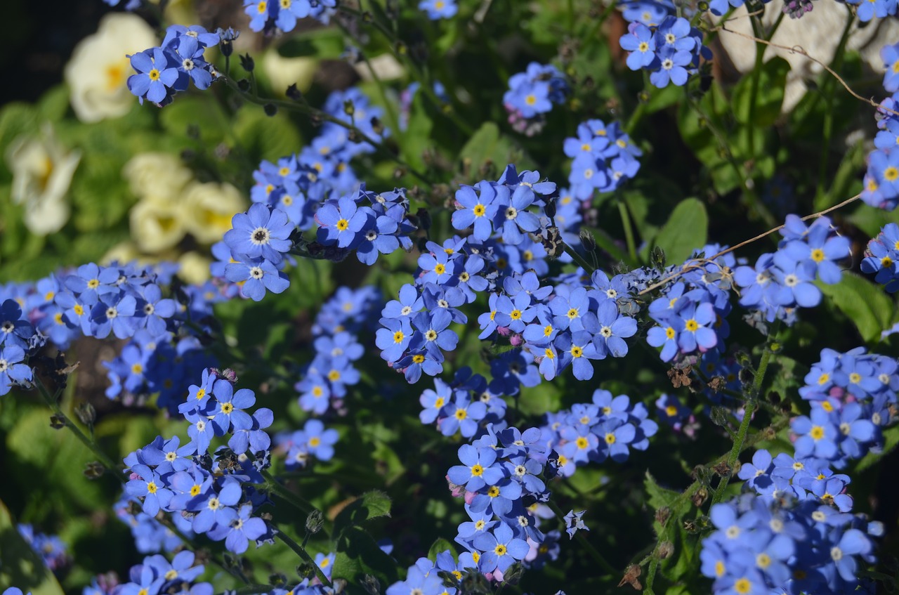 do not forget me flower blue free photo