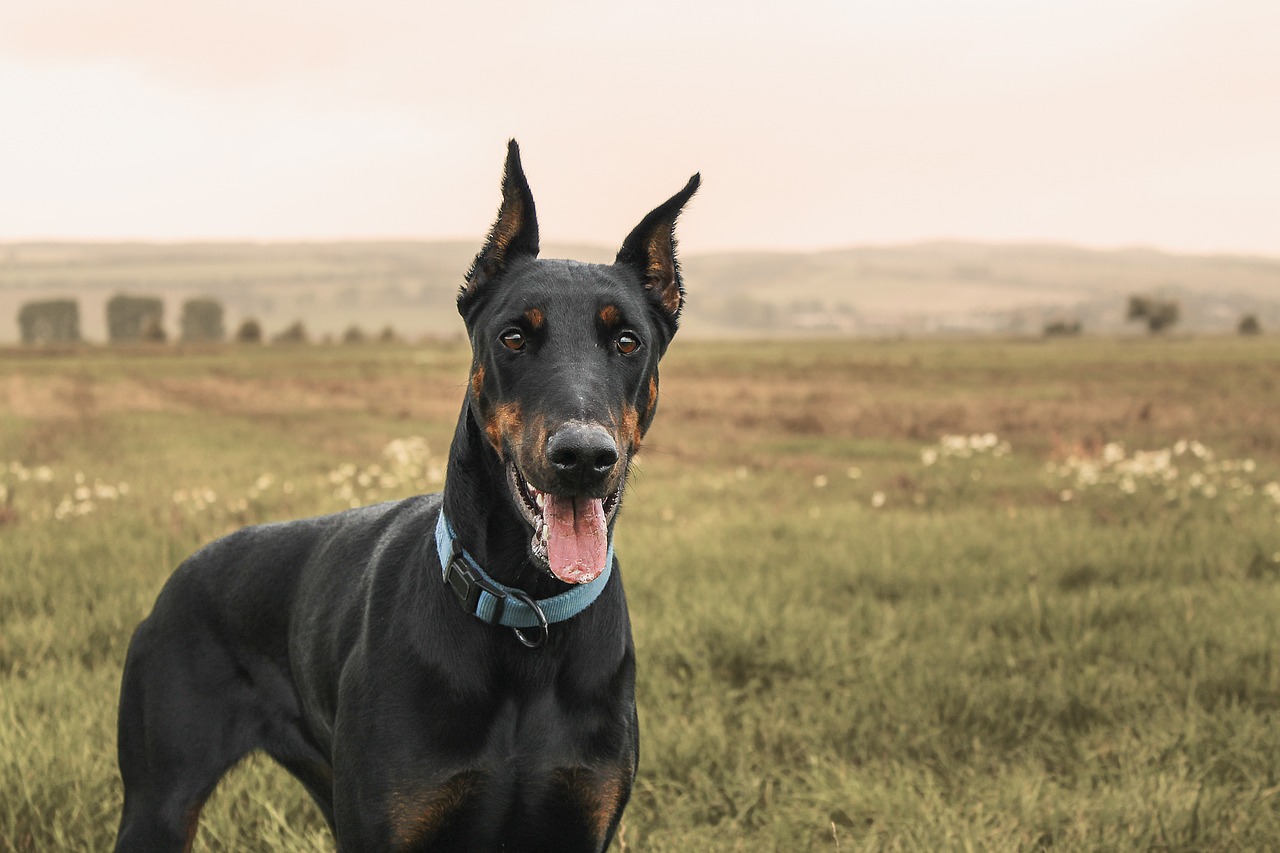 doberman pinscher dog free photo