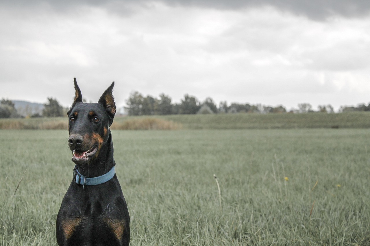 doberman pinscher dog free photo