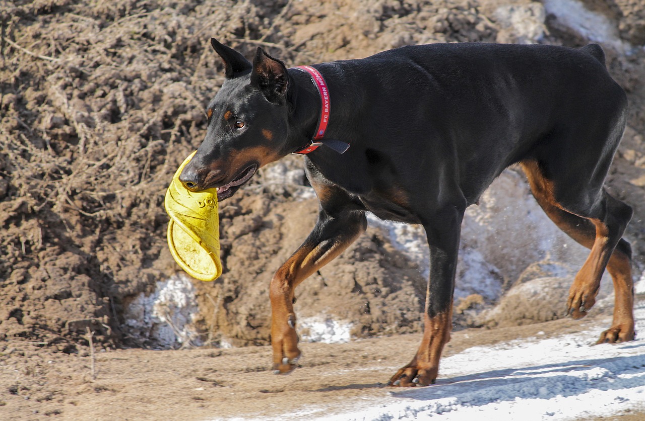 doberman pinscher dog free photo