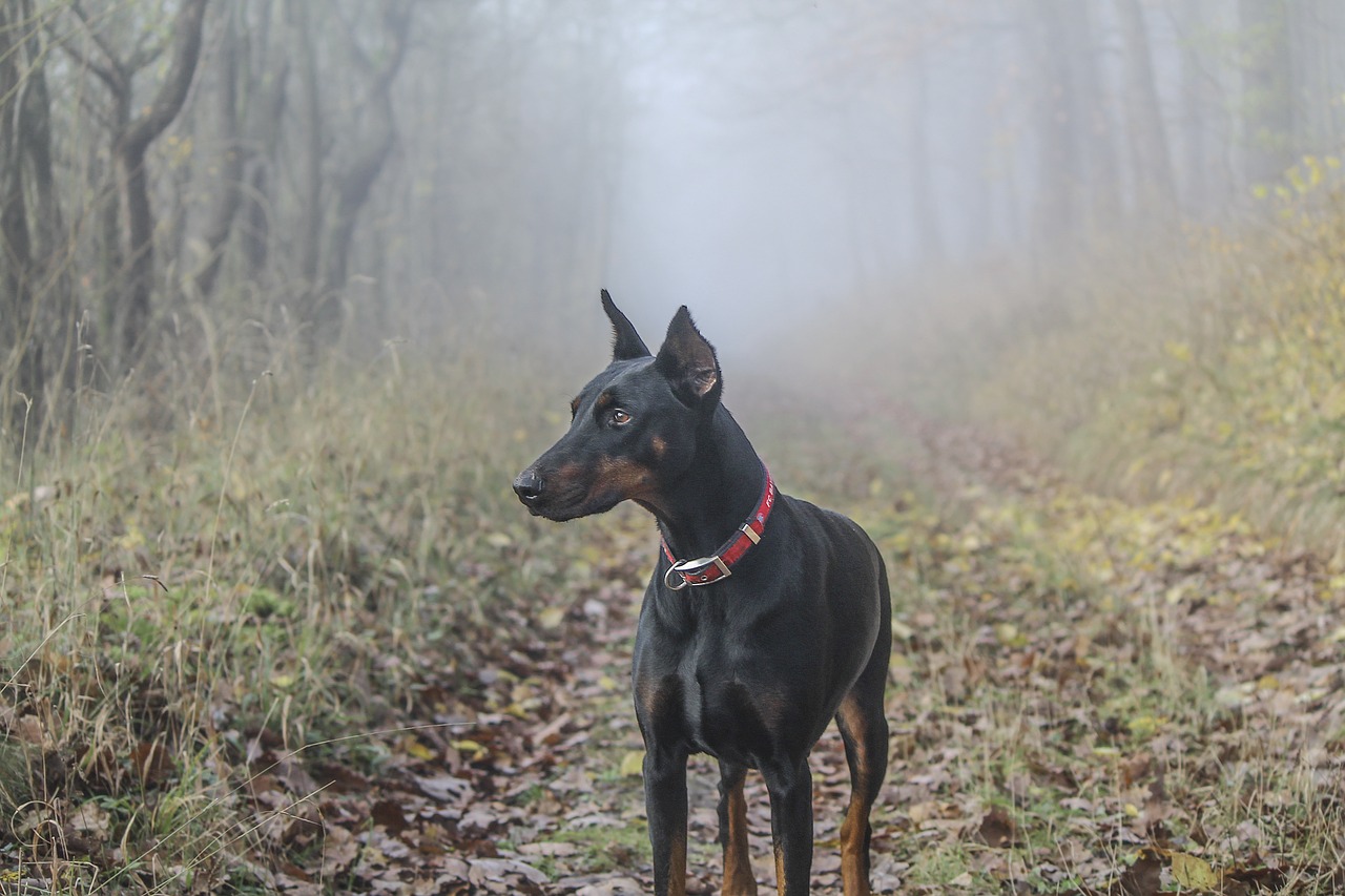 doberman pinscher dog free photo